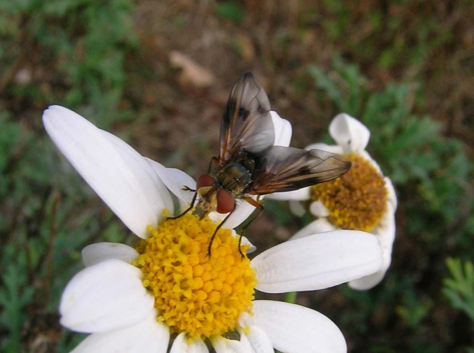 Ectophasia crassipennis